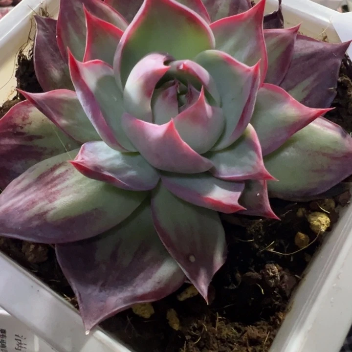 惊鸿仙子拉丝锦外翻叶2556