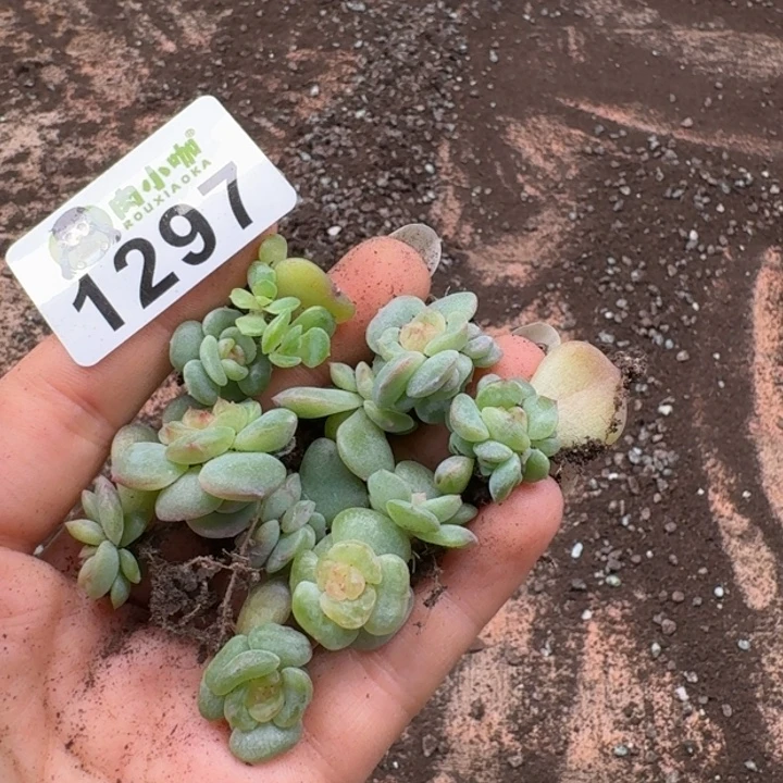 想***多肉植物多肉植物
