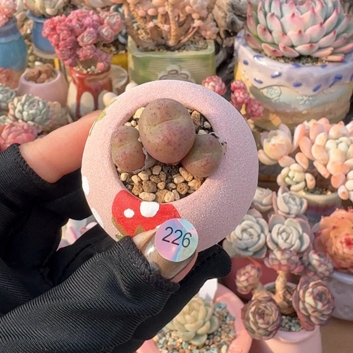 226 多肉含盆土 30元包邮 除偏远