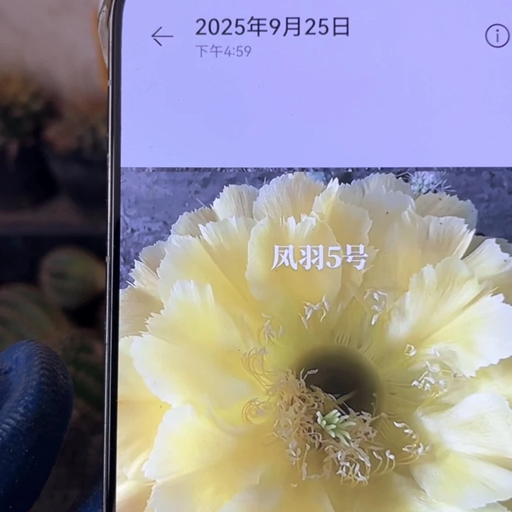 凤羽5号5公分左右满18包邮