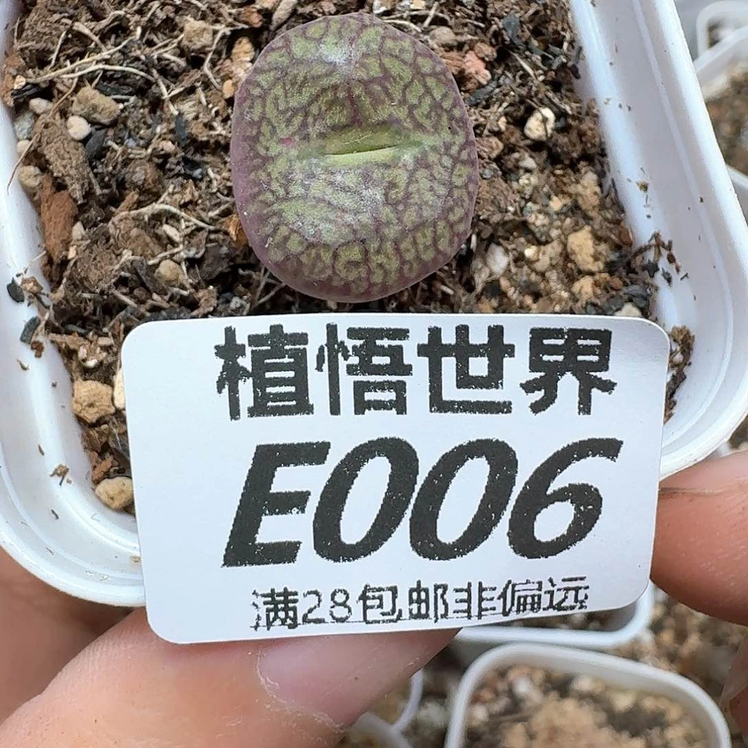 多肉植物的润泽额cg