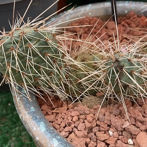 仙人掌犀牛一粒现切