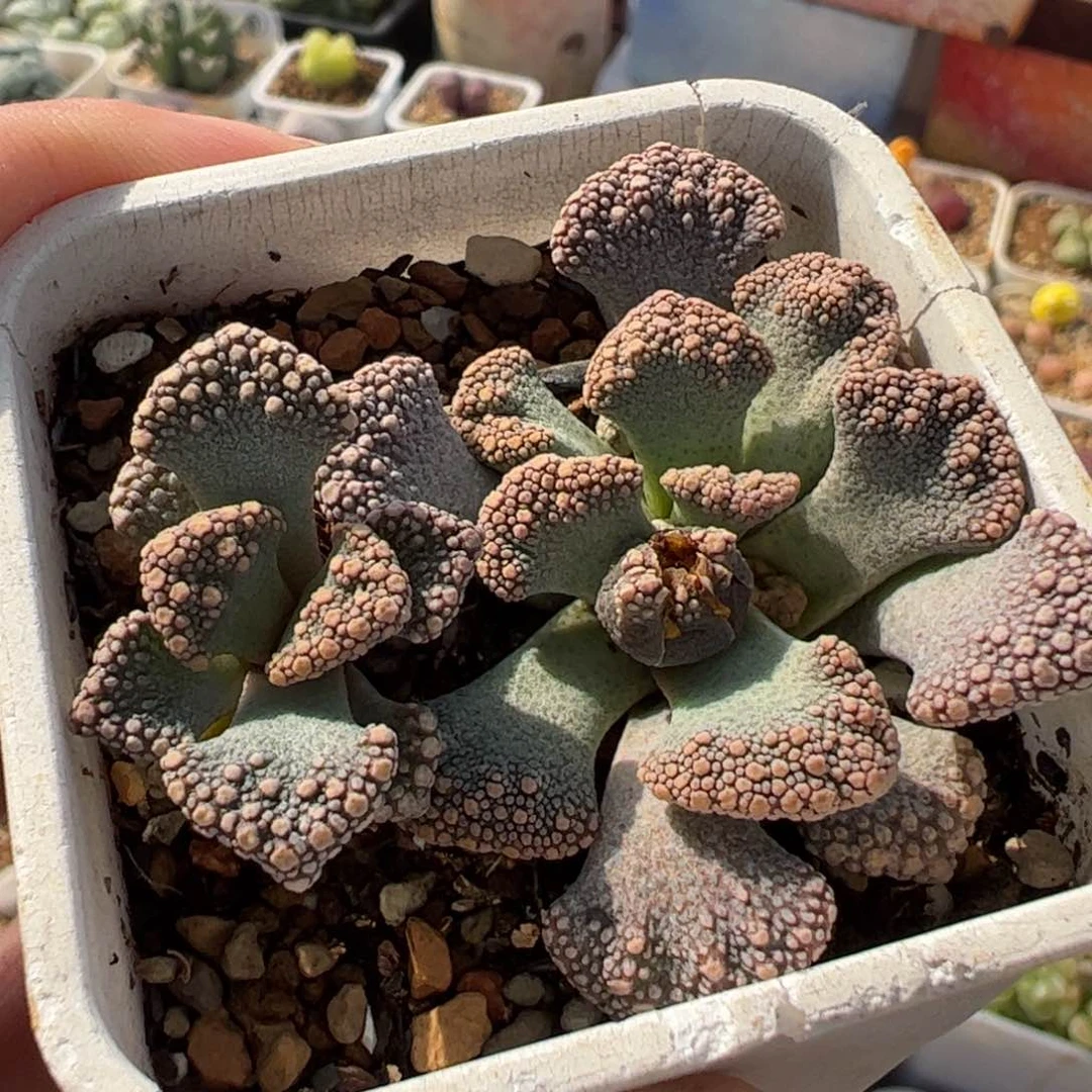 0843多肉植物百科