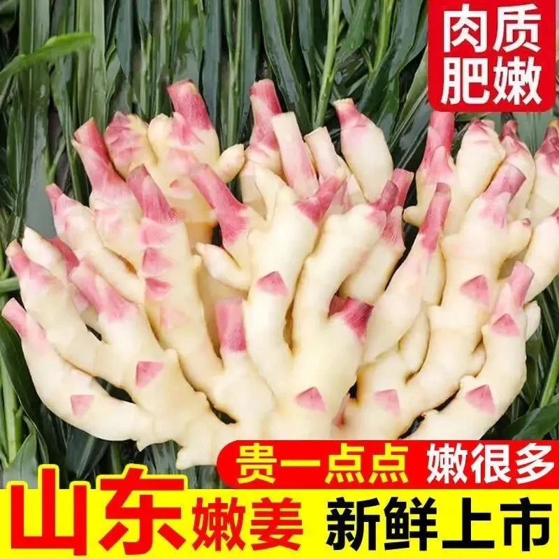 山东嫩生姜新鲜嫩姜仔姜子姜鲜姜酸甜醋泡姜红芽子姜农家自种姜芽