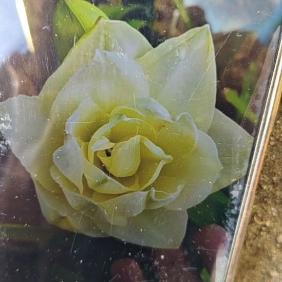 完全开放黄天鹅4+