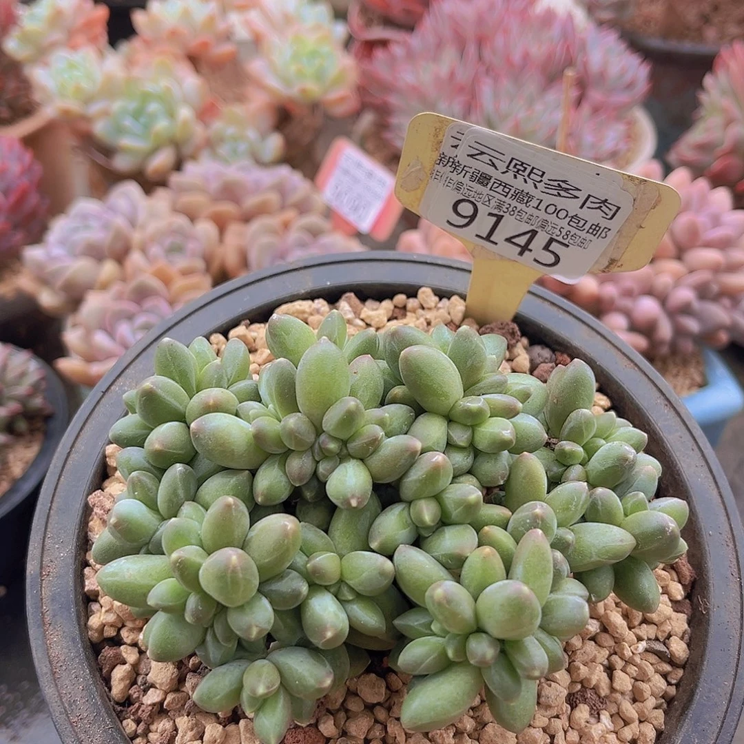 9145千代田缀多肉植物
