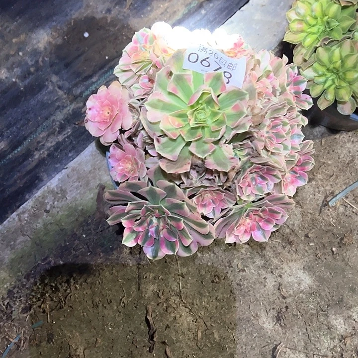 0678女巫多肉植物