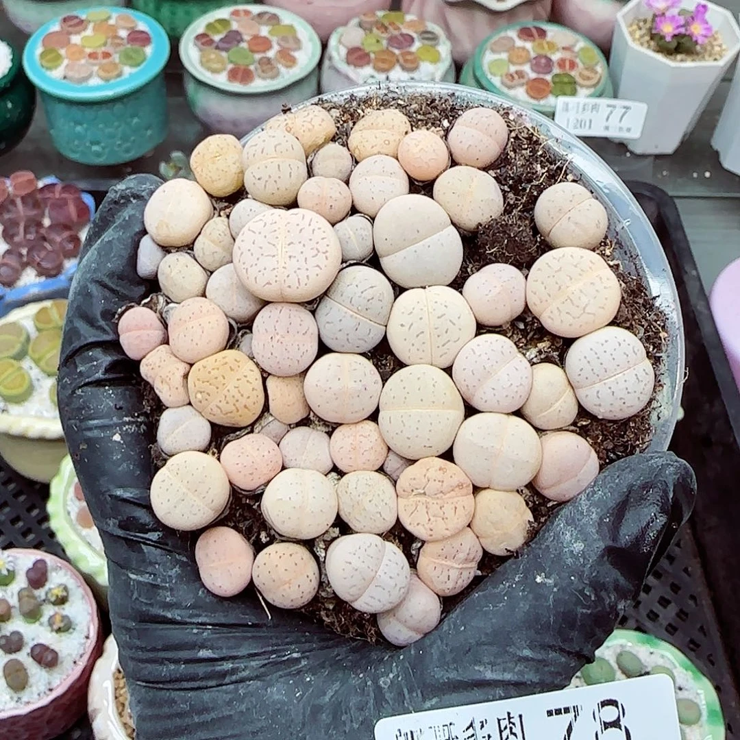 生石花满18包邮1201-78