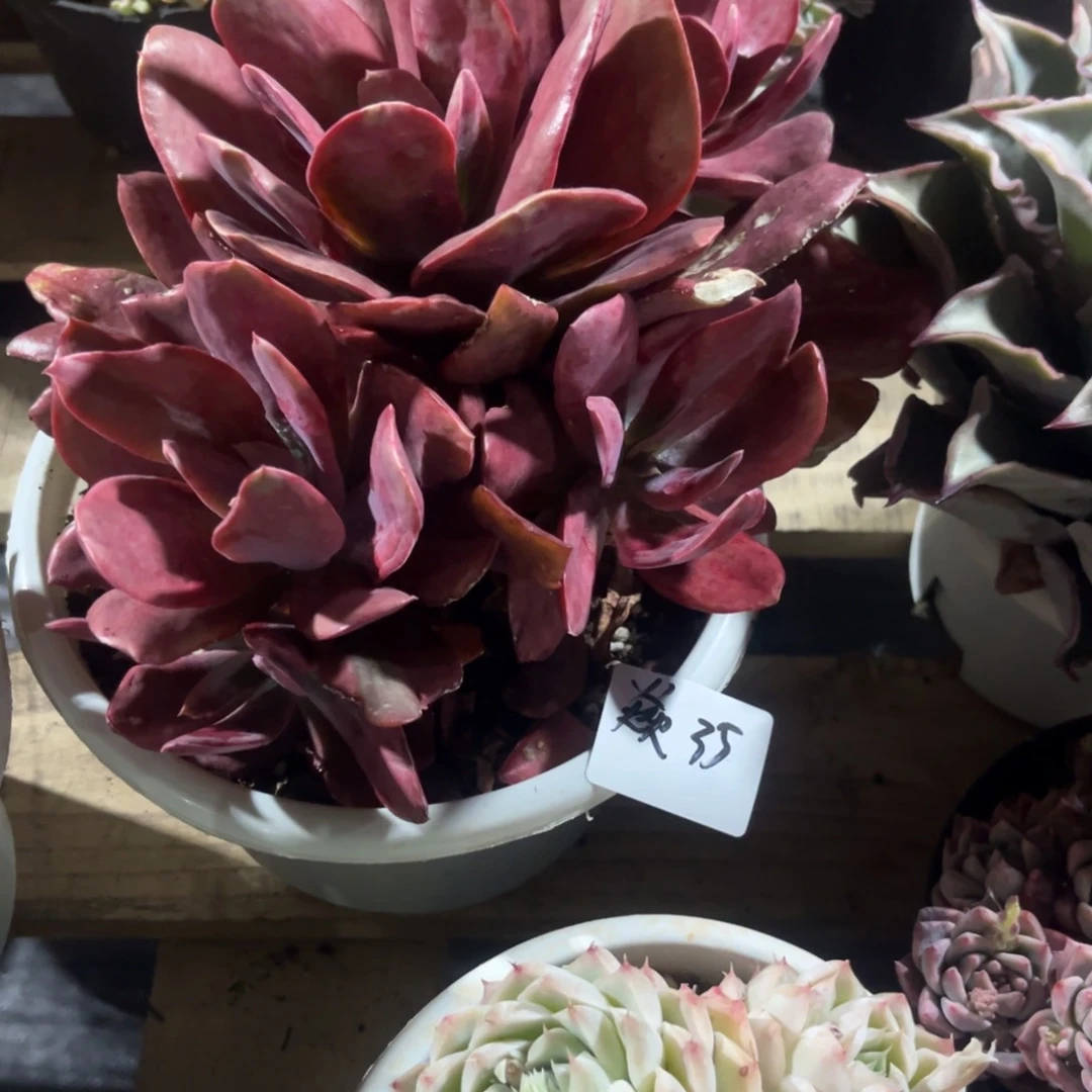 ?****。砖石锦多肉植物