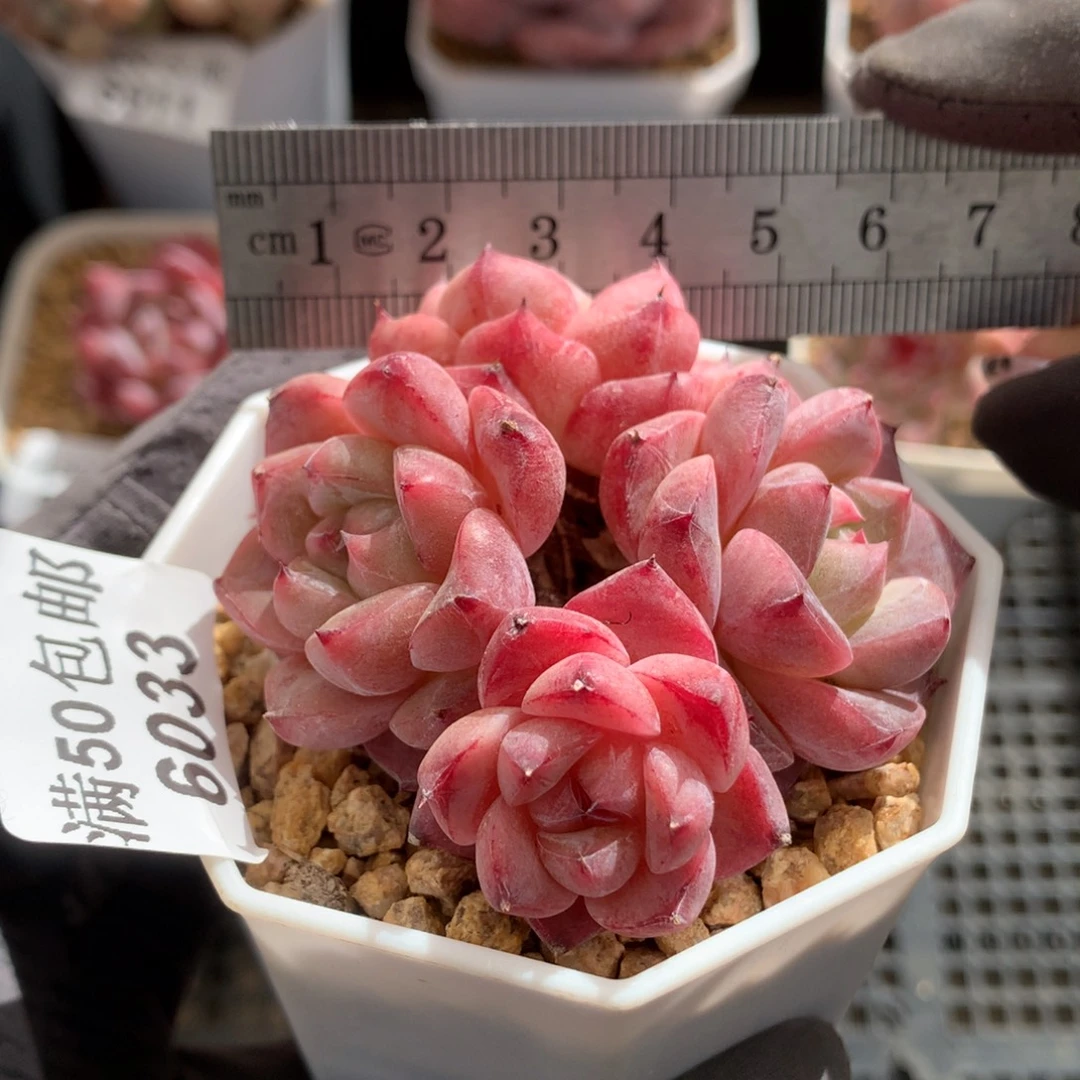 6033。阿尔巴佳人四头小脸。