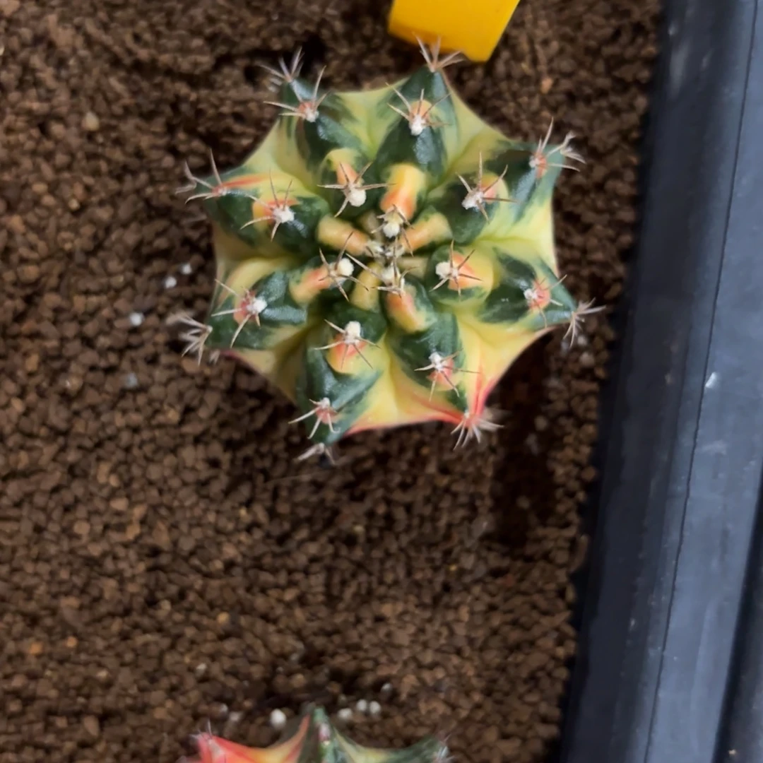 113-1222泰国发货多肉