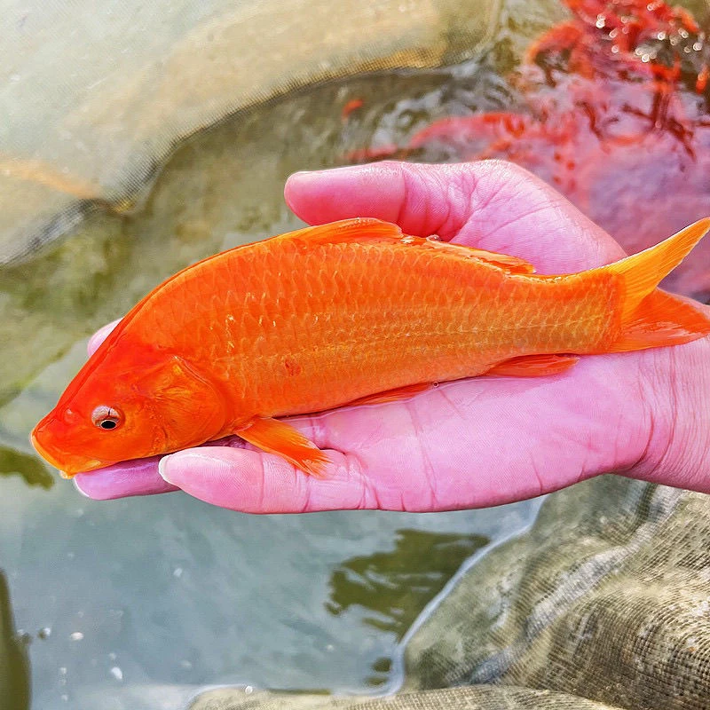 兴国红鲤鱼淡水鱼 宠物观赏鱼