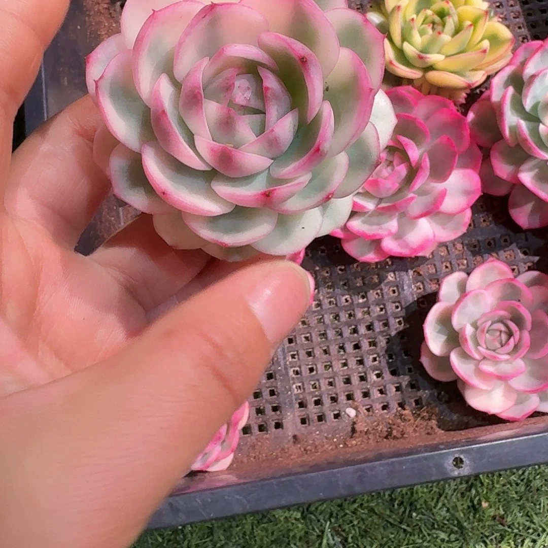 粉水晶锦砍头多肉多肉多肉