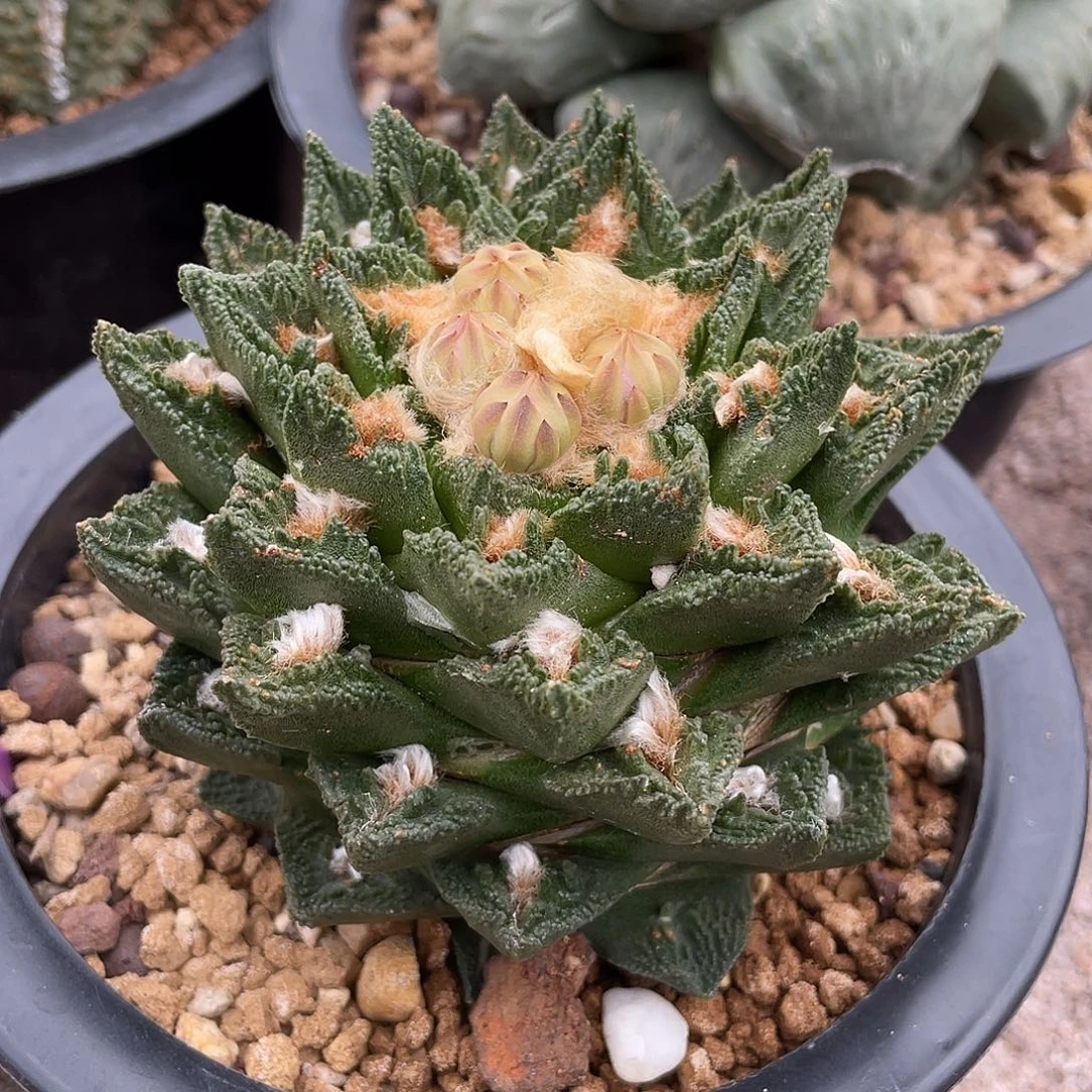 自根螺旋辛顿博士牡丹