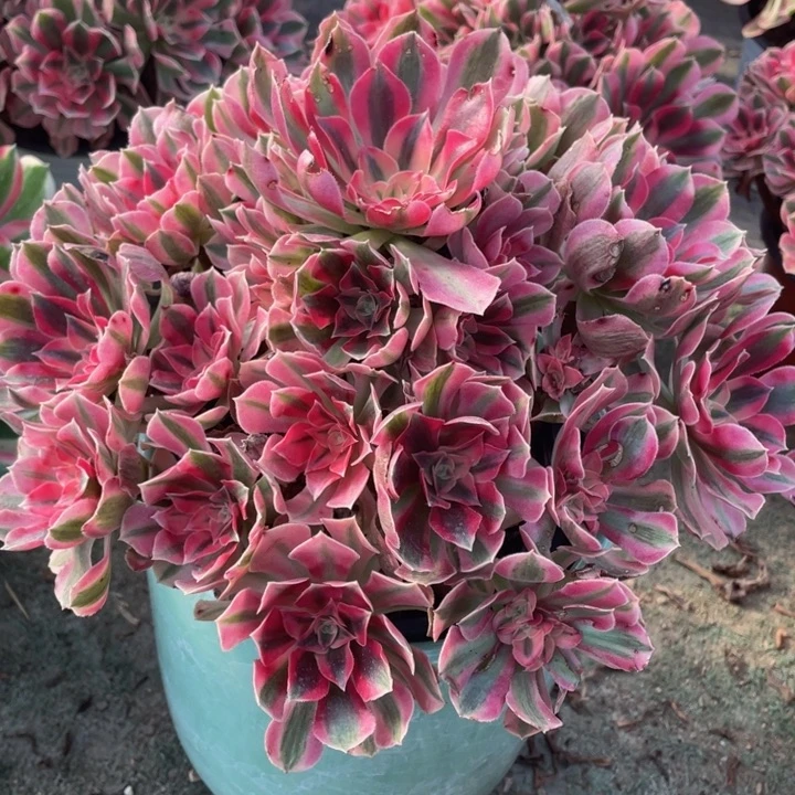 747粉女巫精品法师老桩