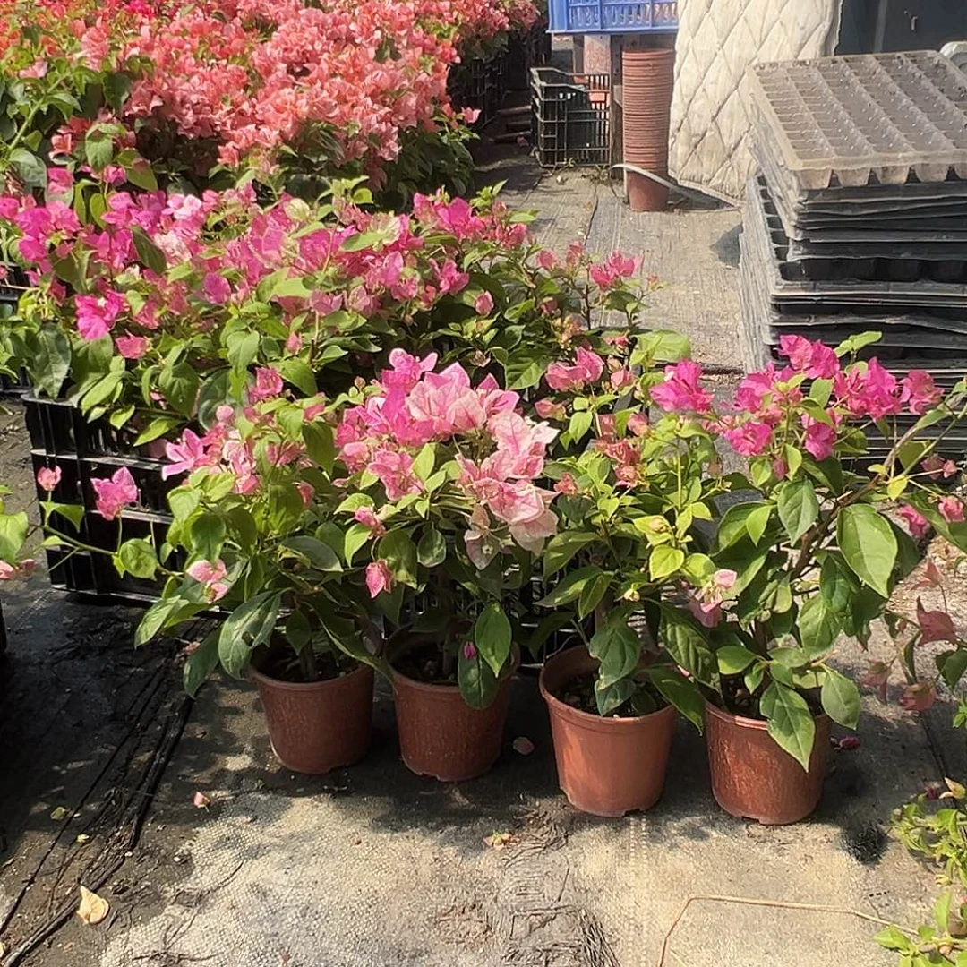 当前无花栽培后可以开花章红英掌中宝一颗