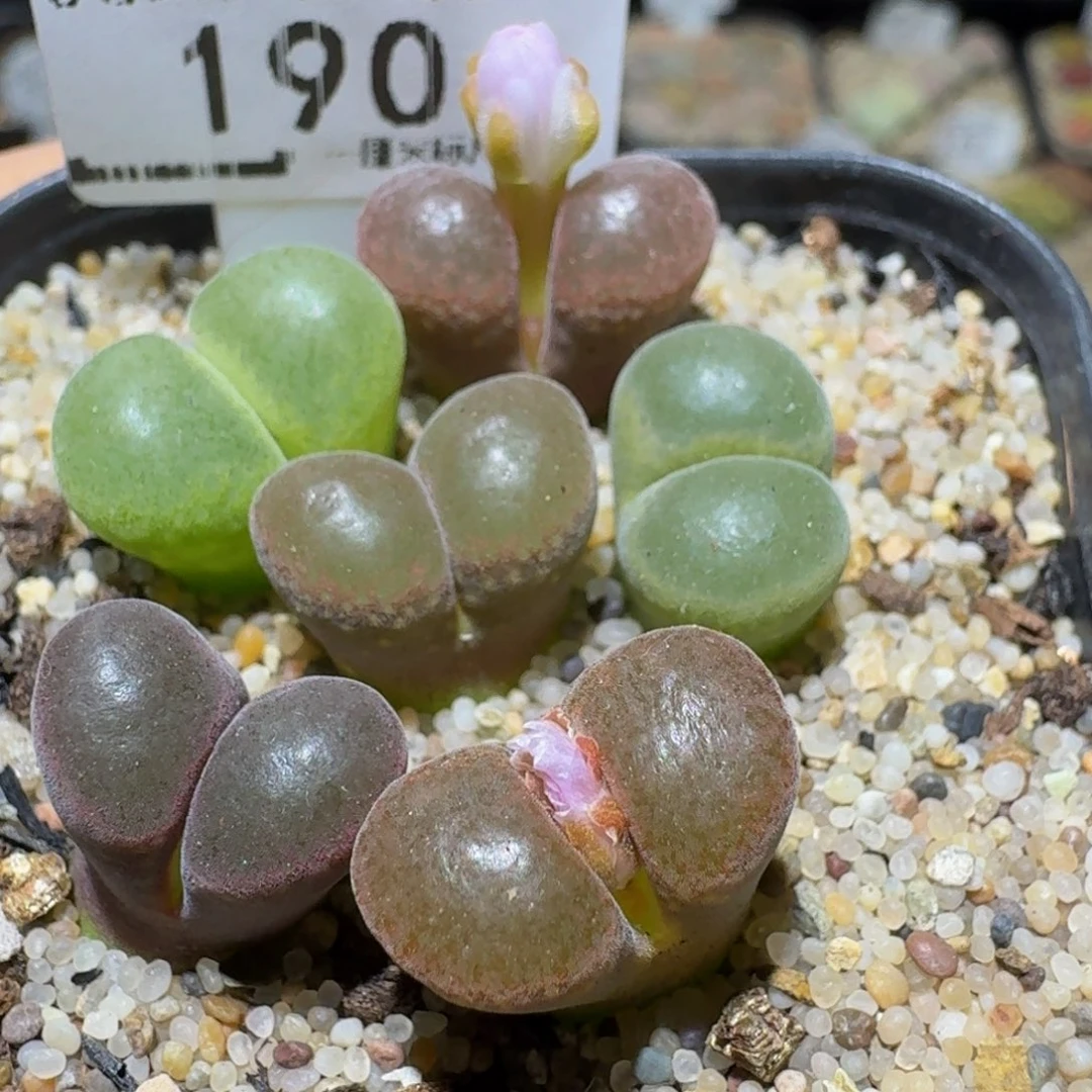 Ssss生石花肉锥190