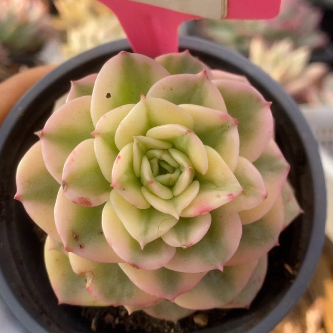 722蜡牡丹锦锦锦锦锦锦