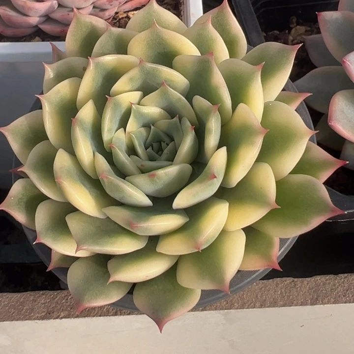 爱丽卡锦一物一拍锦龙