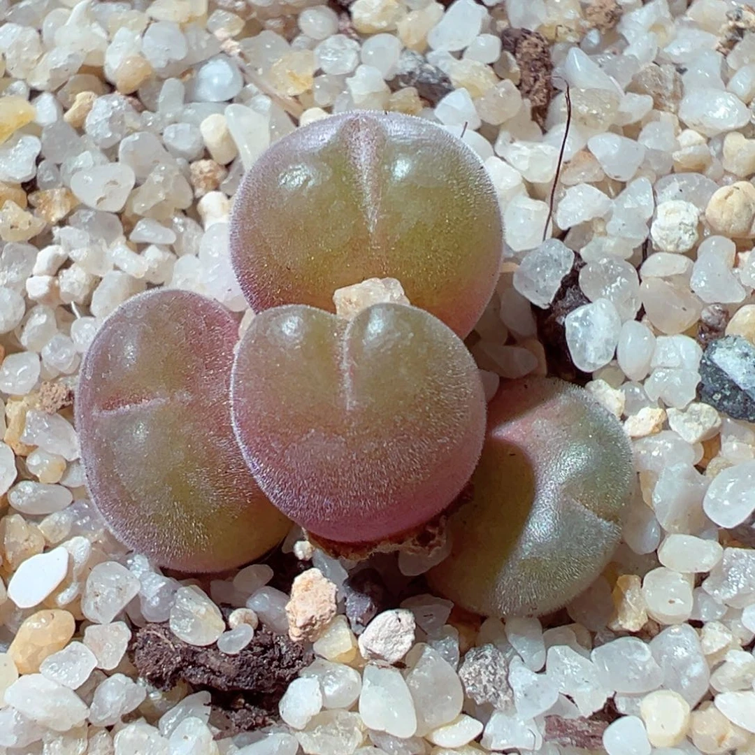 1124-290多肉多肉