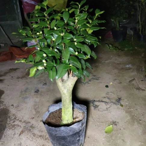 全部花苞春日野嫁接