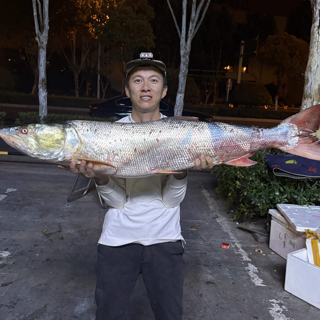 手钓翘嘴山体水库 原生态凉晒腊鱼炒辣椒下饭菜 5斤起拍 顺丰发货