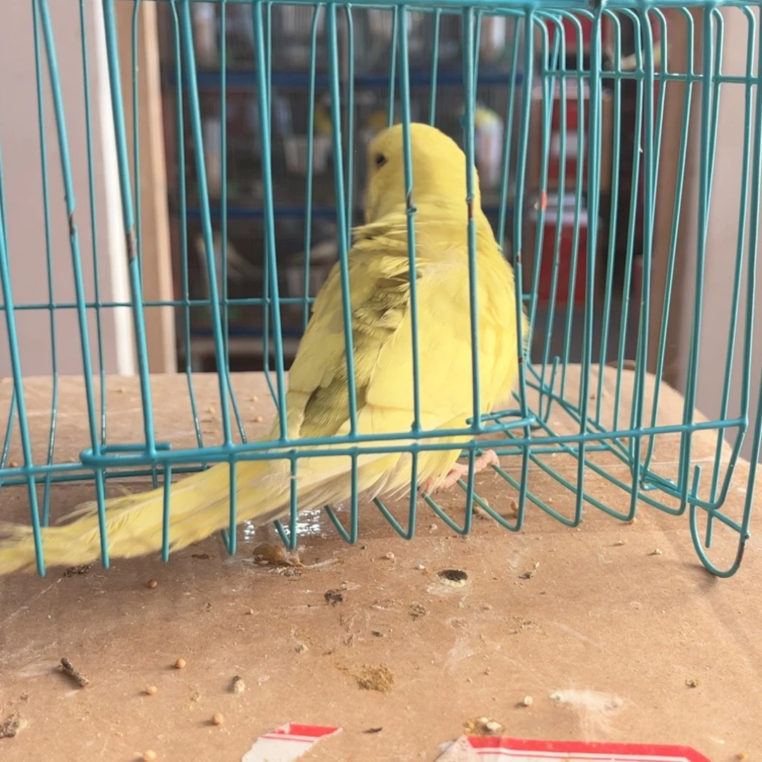 虎皮鹦鹉我的小姐姐