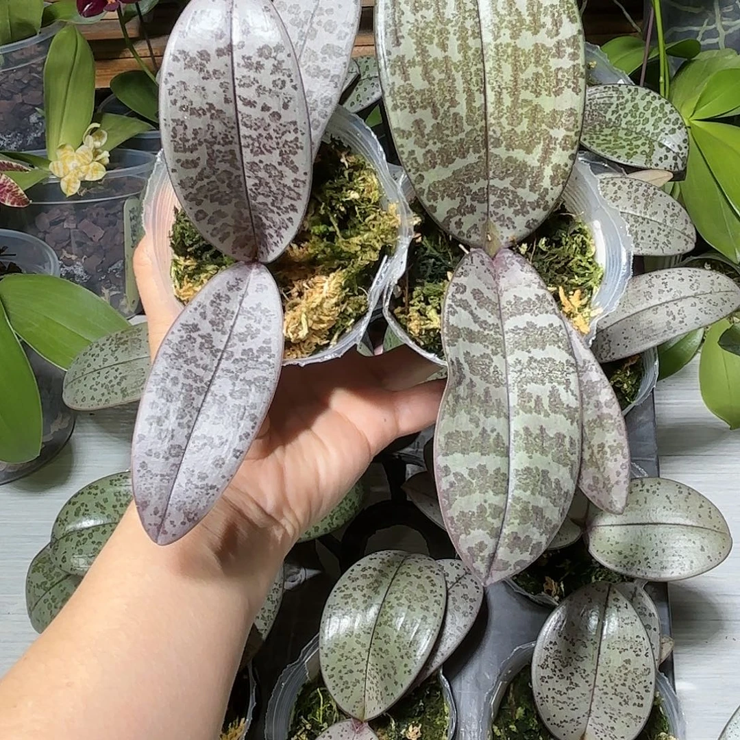 刘***歌当前无花栽培后可以开花西交象2颗