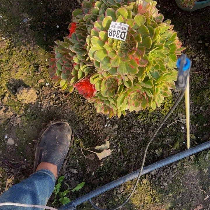海燕花花25-33包邮花花