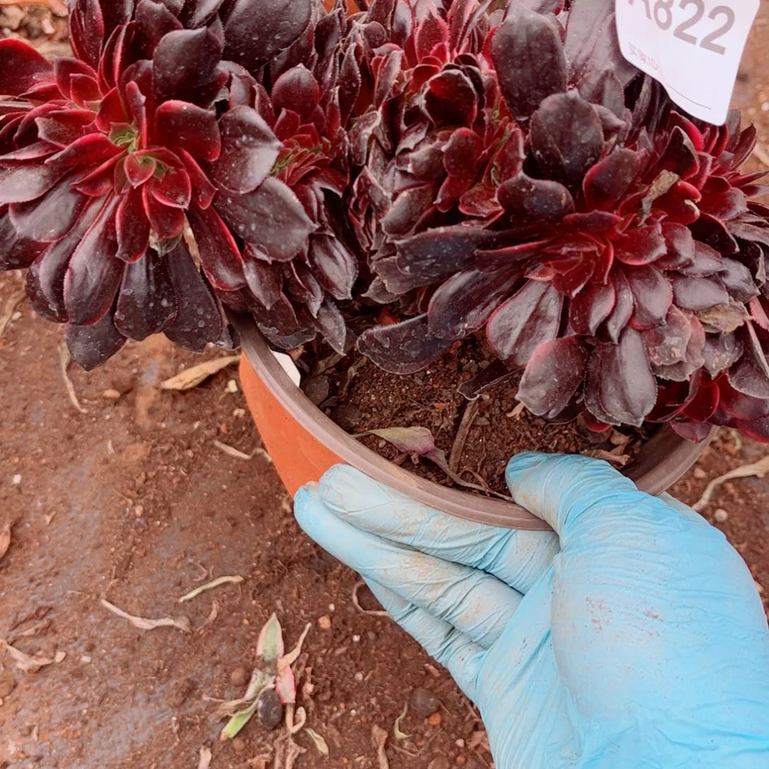 多肉植物822欧嘉莉