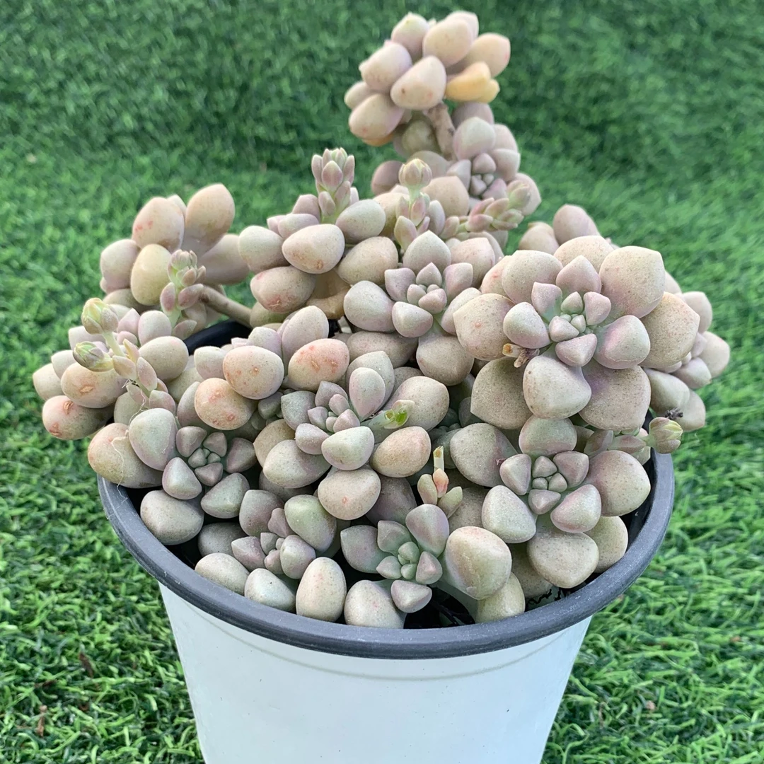 丸叶姬秋丽群精品多肉植物盆栽阳台好养易养一单包邮