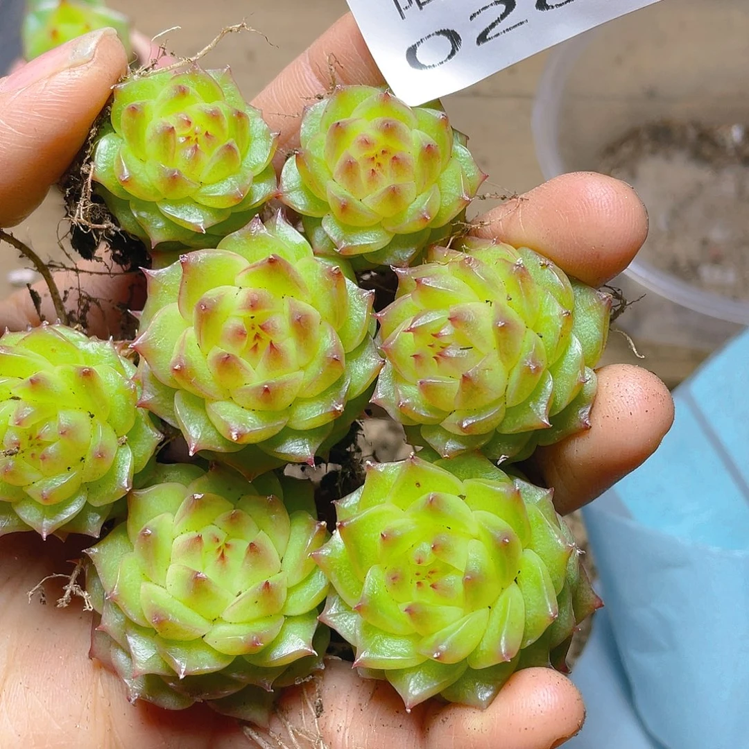 多肉植物多肉植物282