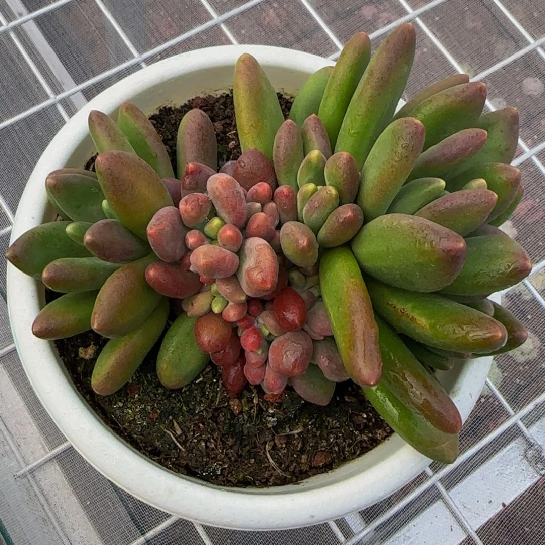 从前慢花园精选多肉芒果奶