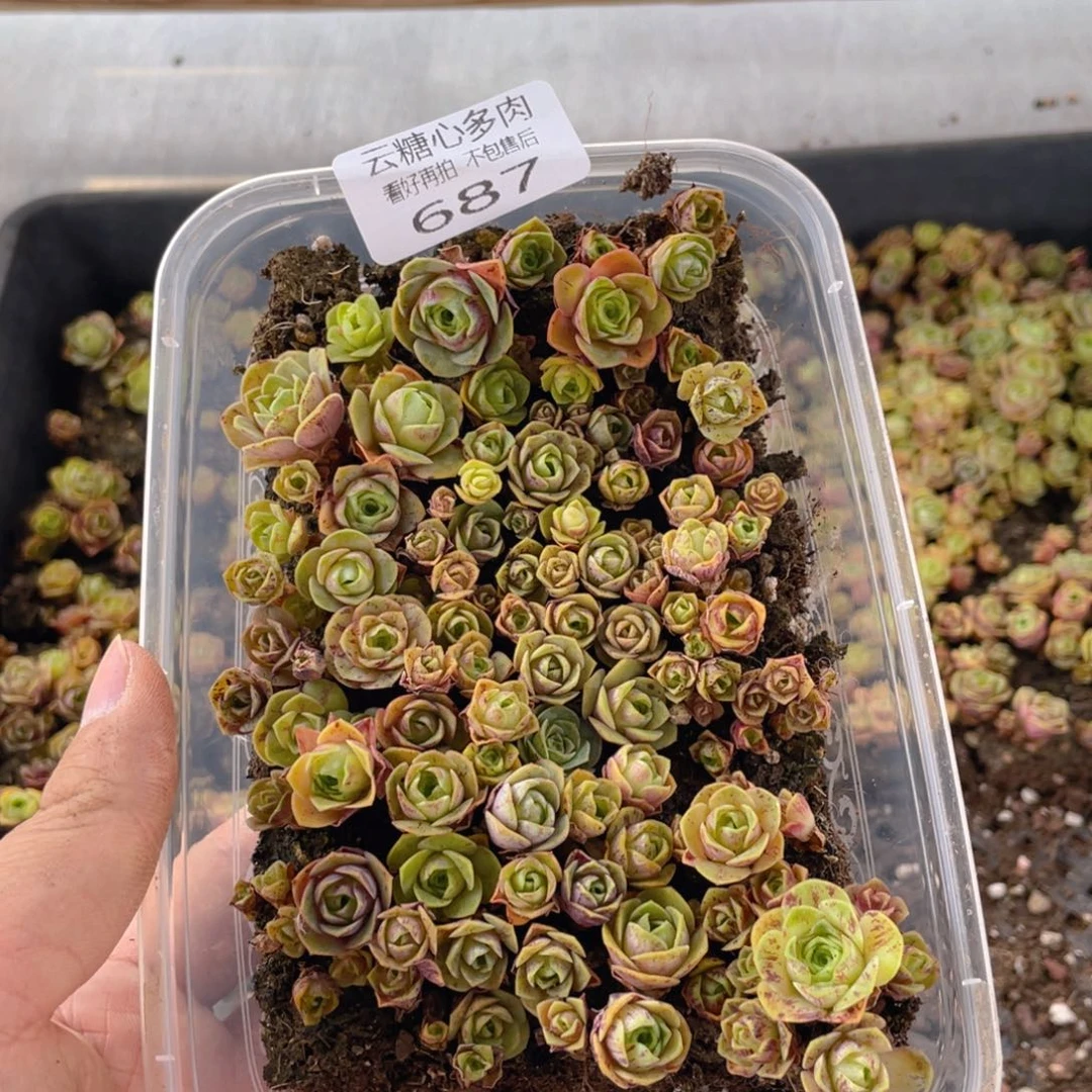 云糖心多肉植物687