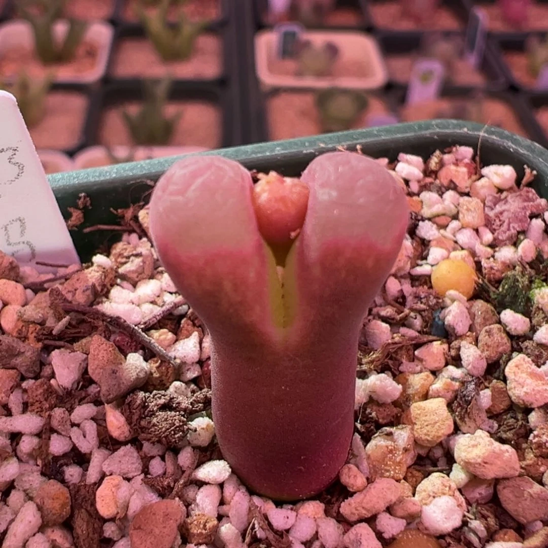 285。1797.93特粉斑马风铃