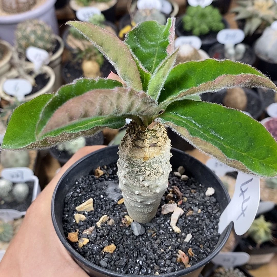 实生安卡大戟44号