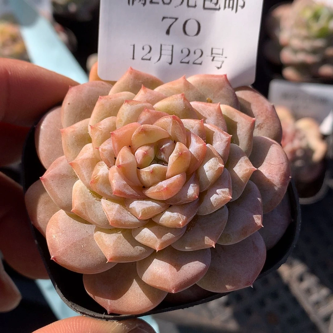 【闪购商品】云70号线