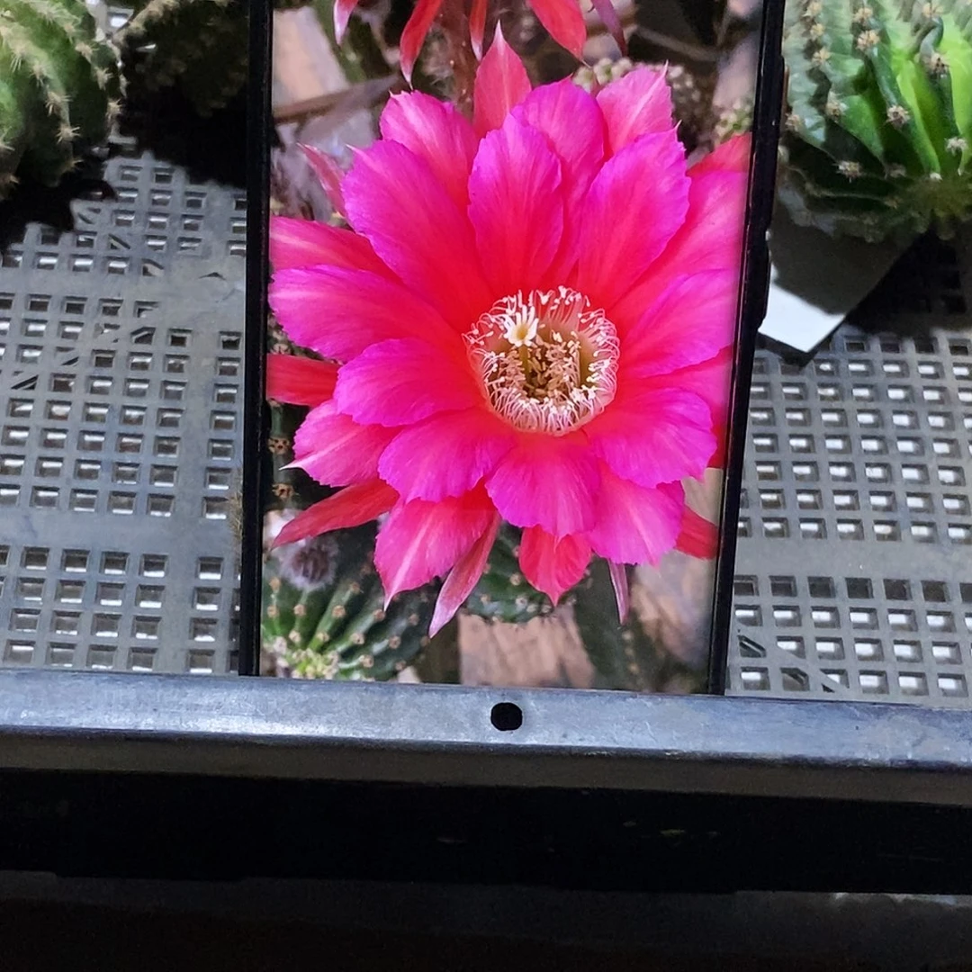 圆盘侧芽歪20包邮/5公分