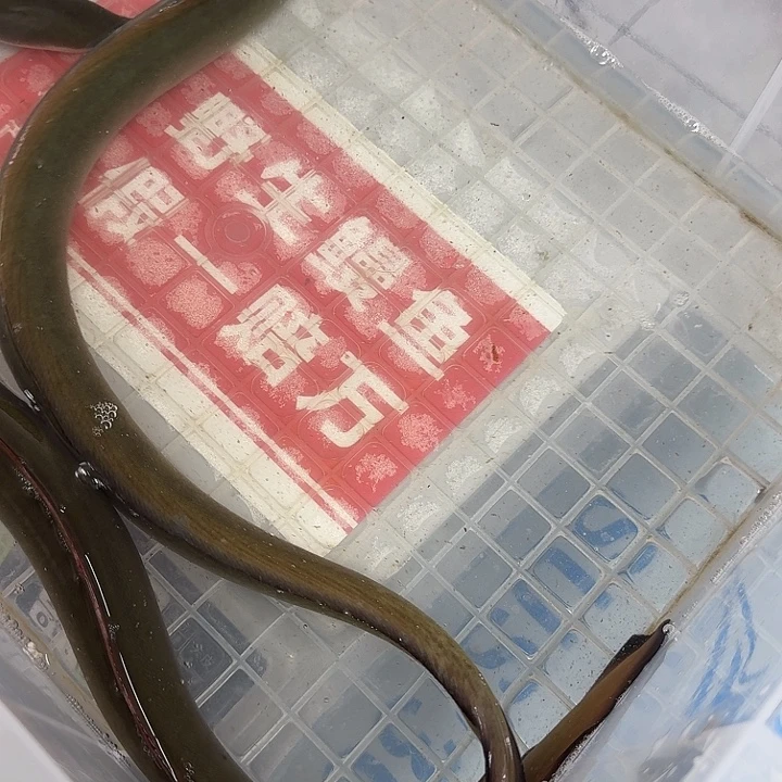 野生鳗鱼包活到家