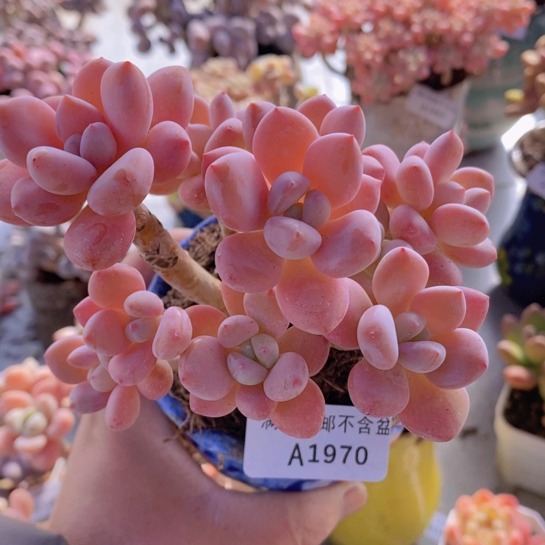 樱花洛神10cm1970多肉植物