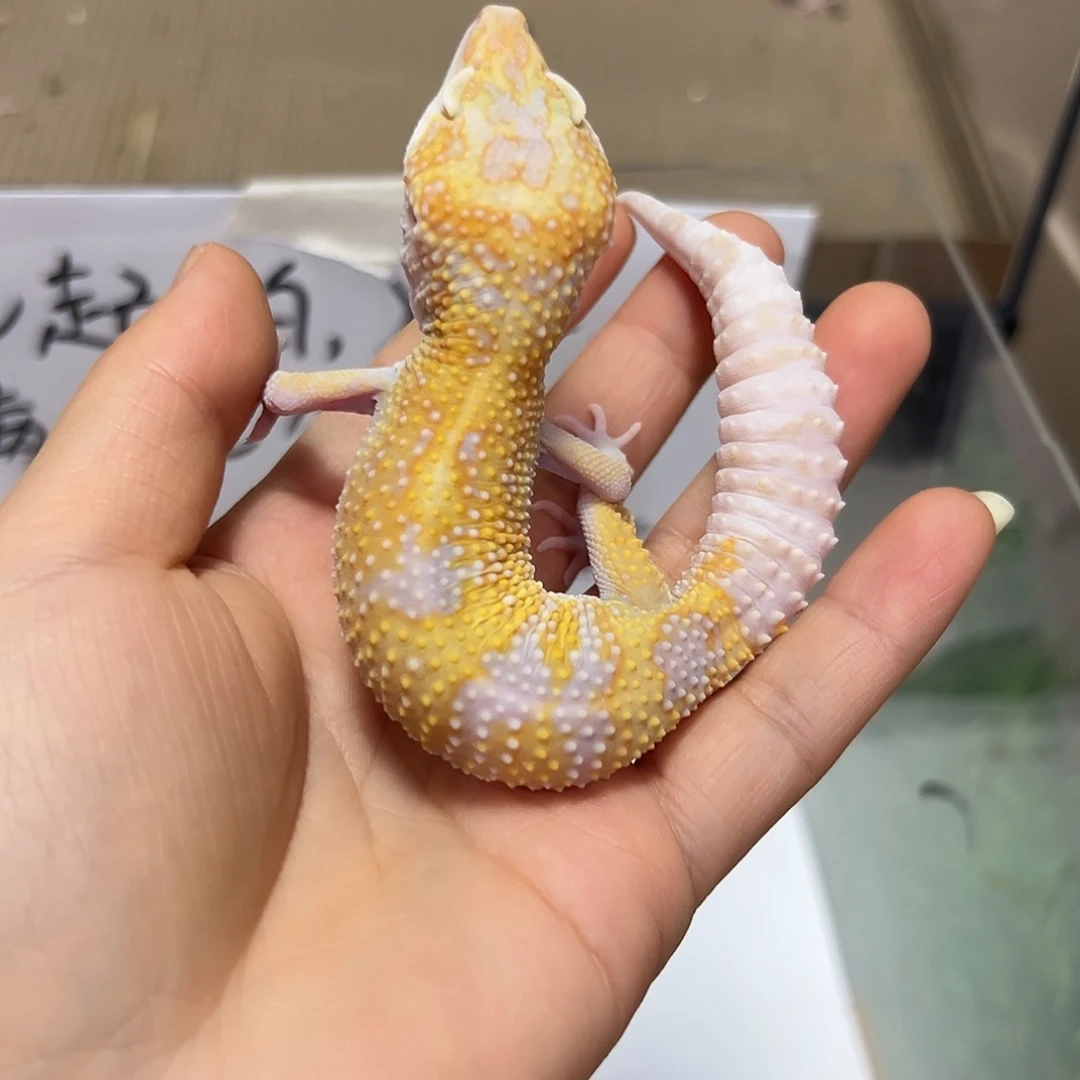 豹纹守宫豹纹守宫