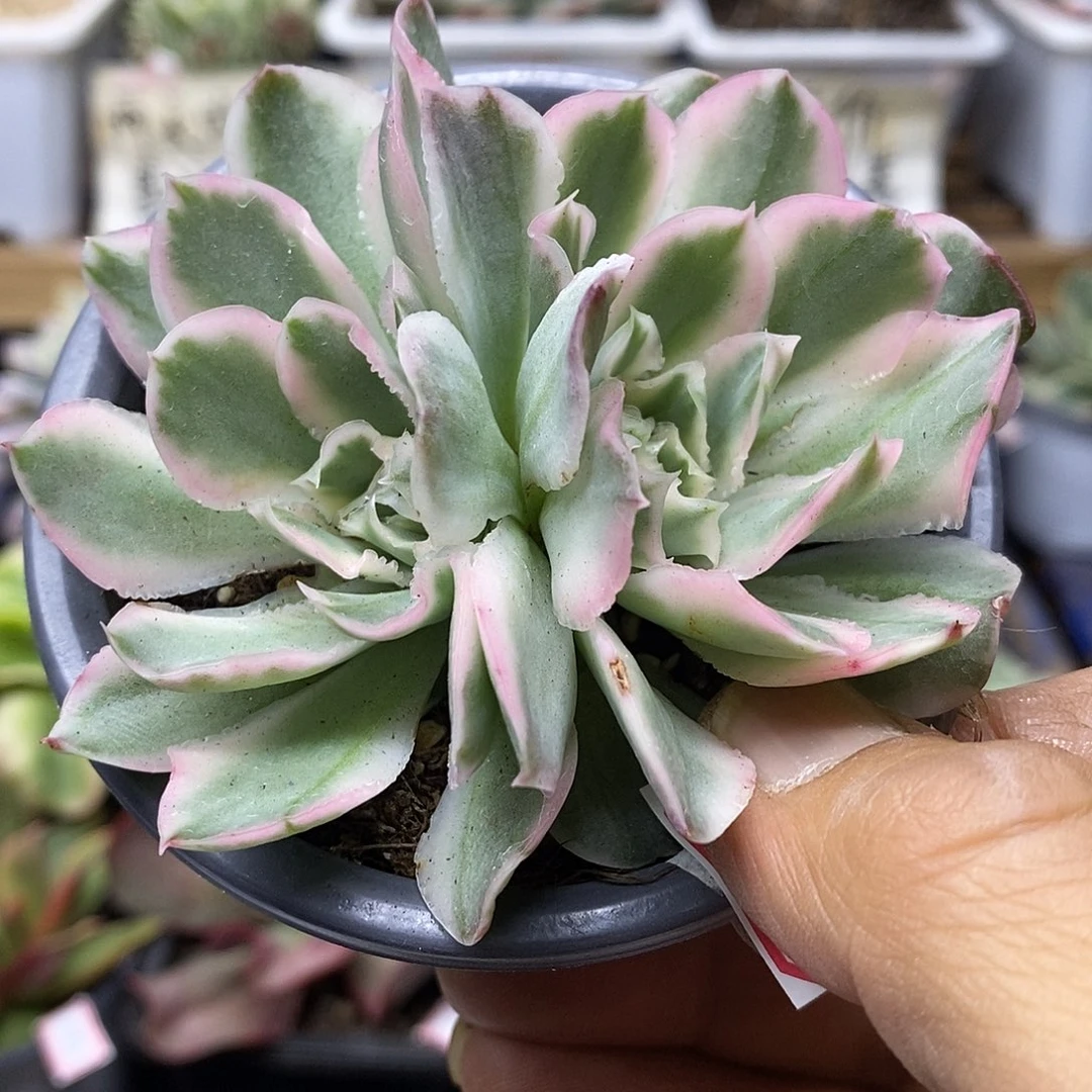 20152 紫蝴蝶锦无砍双头