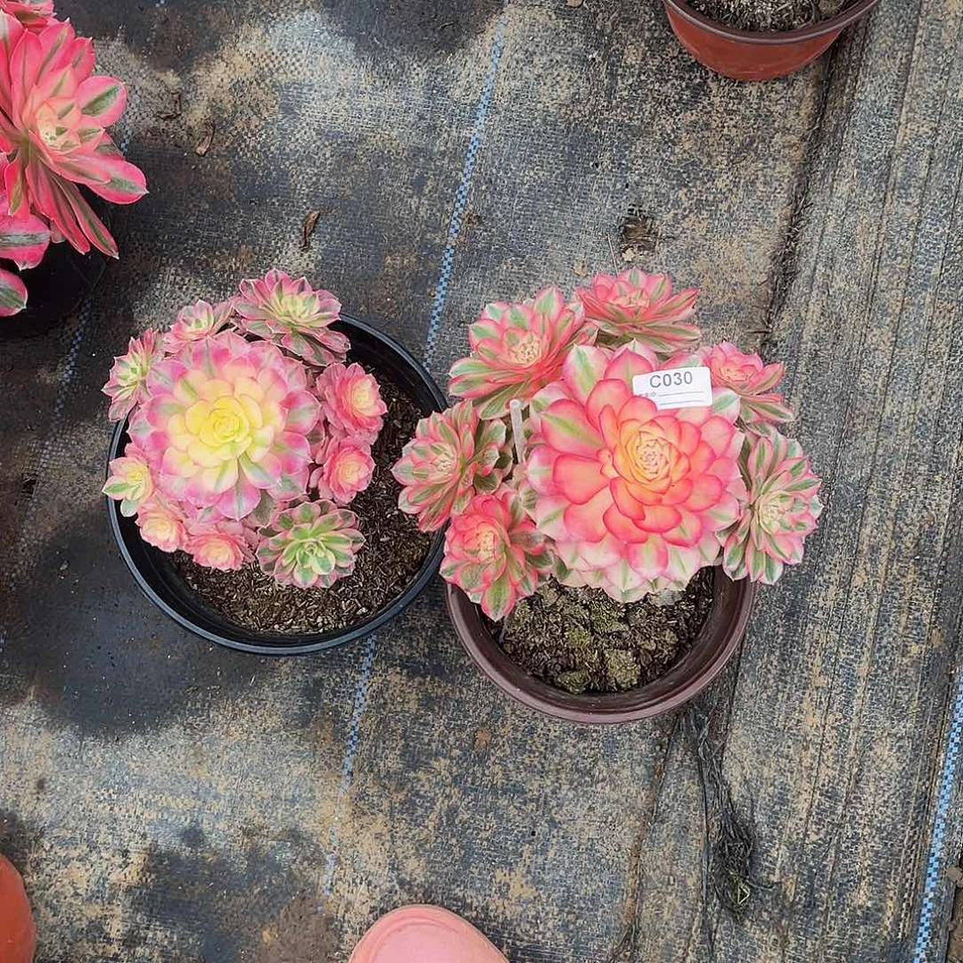 智***》完全开放多肉植物030倾城两小颗