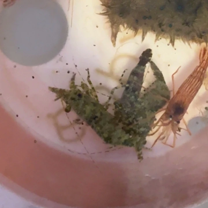 z***y奶嘴海葵家吗，绵阳虾222222