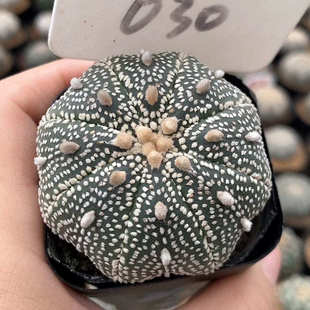 030奇迹系列产品