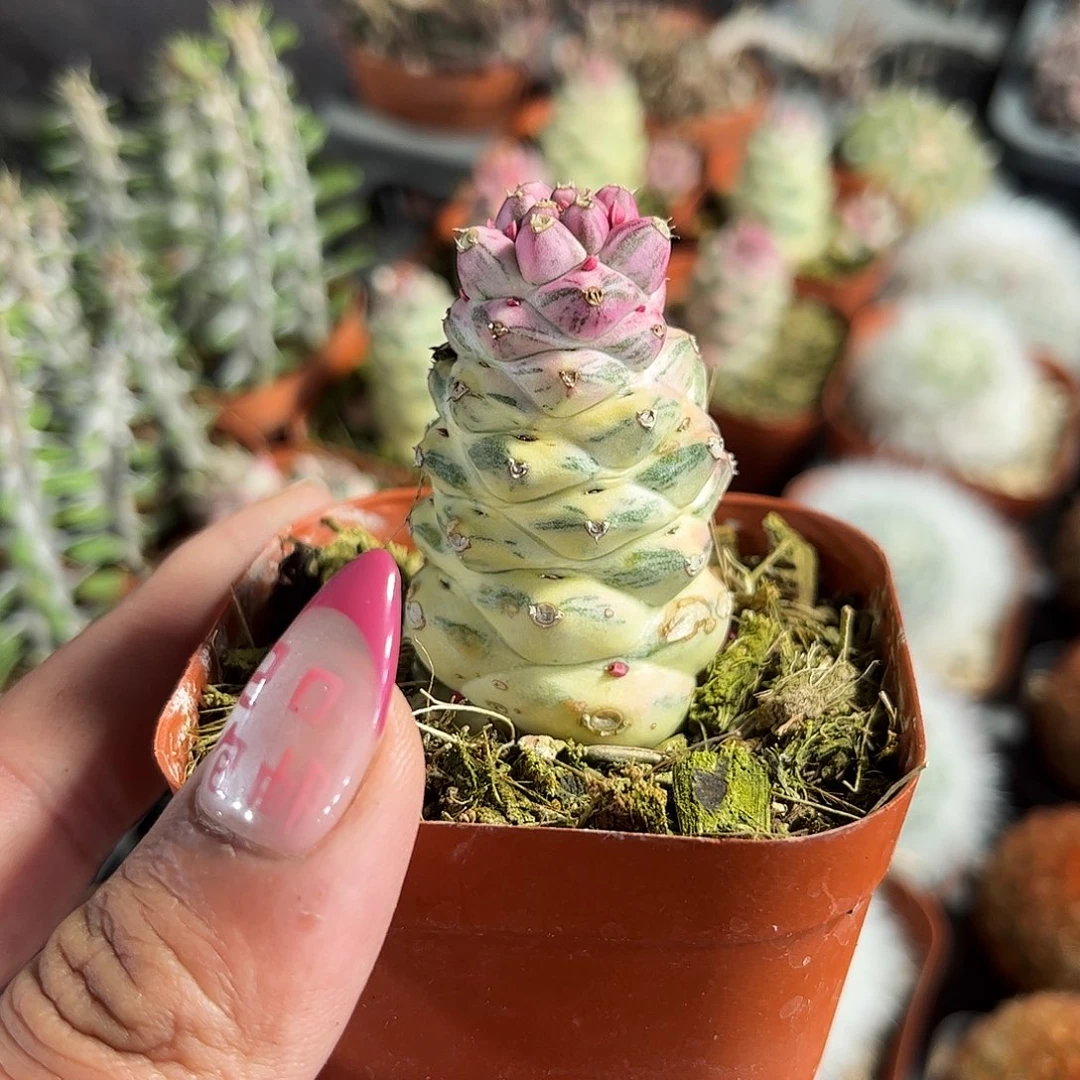 将军阁锦单头发货单头发