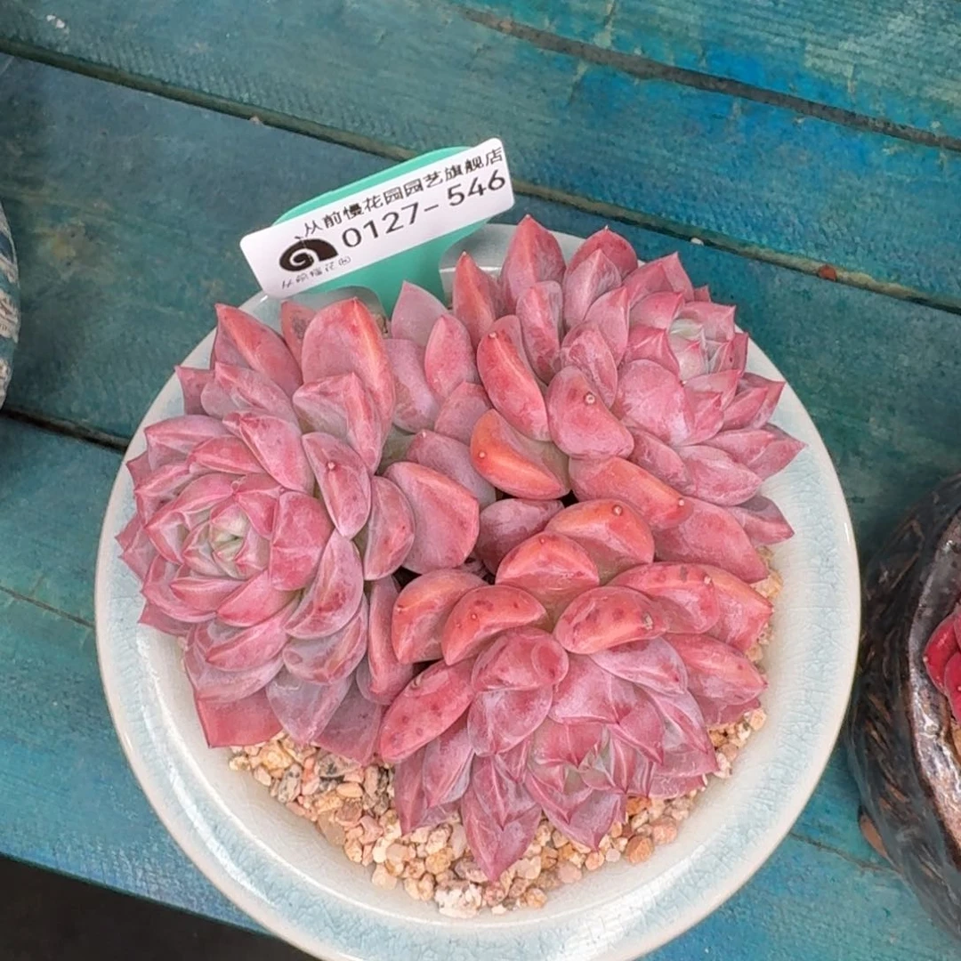 从前慢花园多肉0127-546