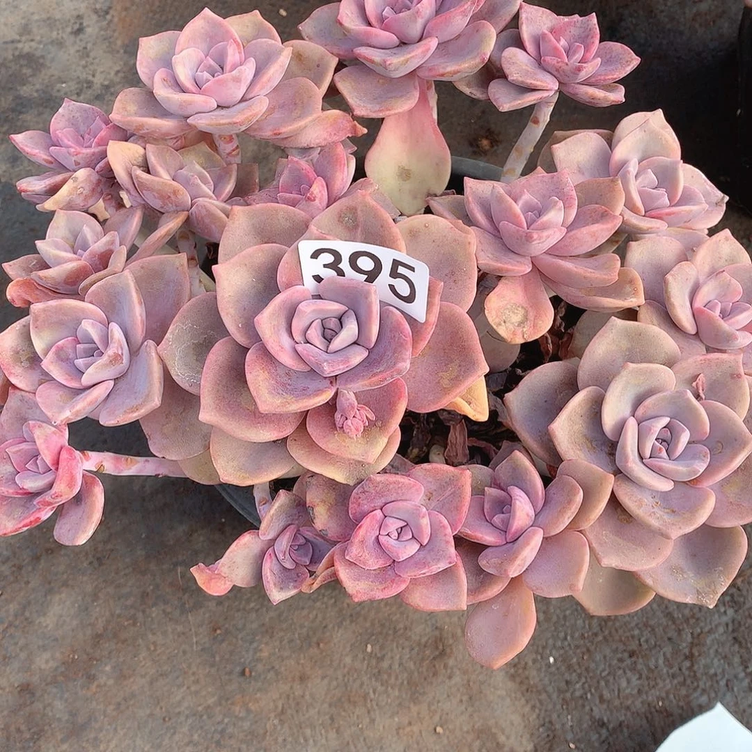 395彩虹糖一物一拍多肉