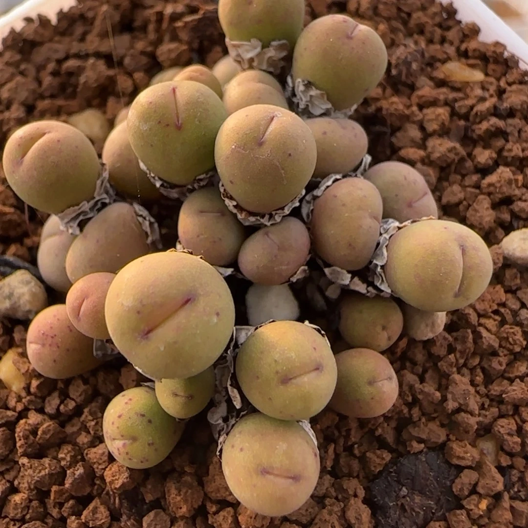 多肉植物迷波尿酸嘴28号链接