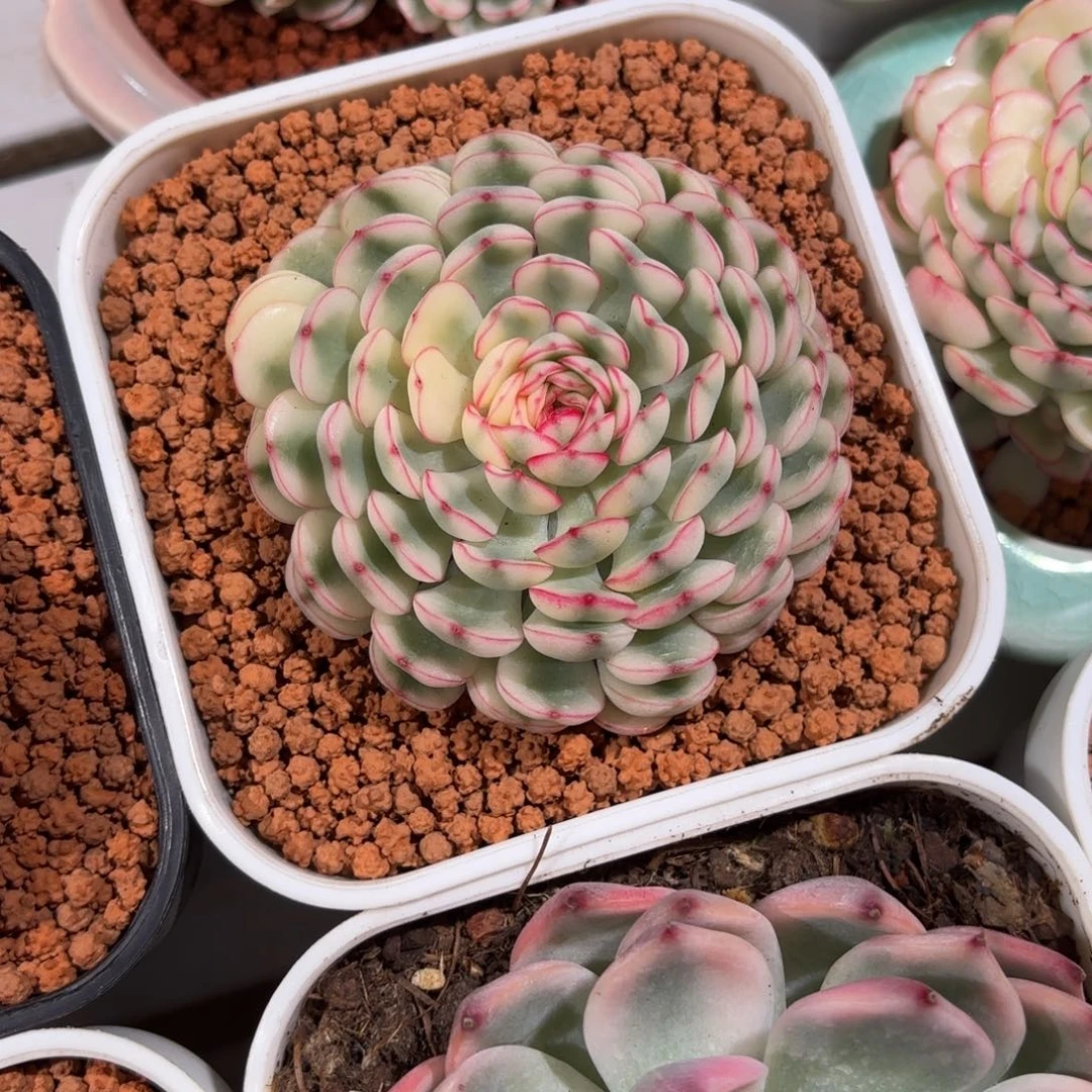 梦幻玫瑰锦多肉植物